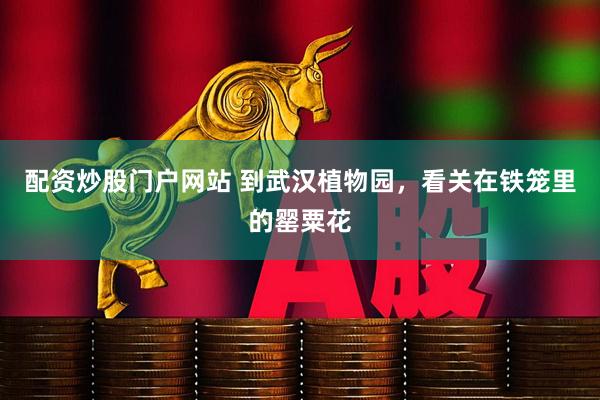配资炒股门户网站 到武汉植物园，看关在铁笼里的罂粟花
